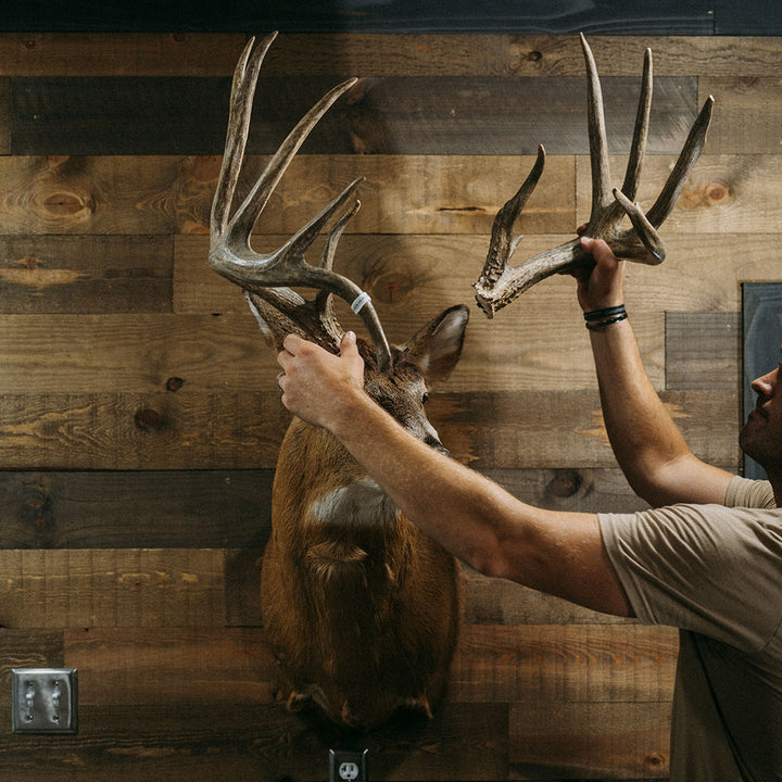 Taxidermy 2 Pack