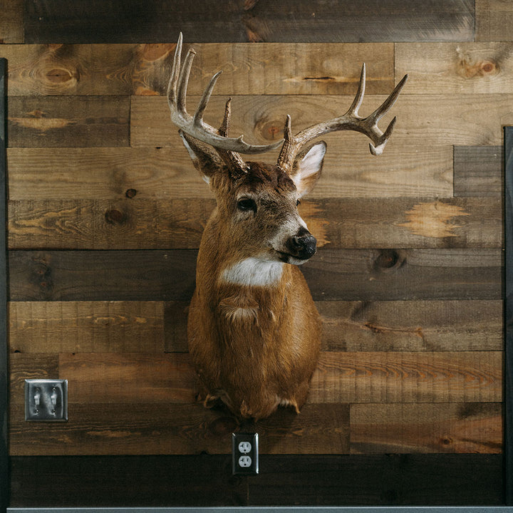 Taxidermy 2 Pack