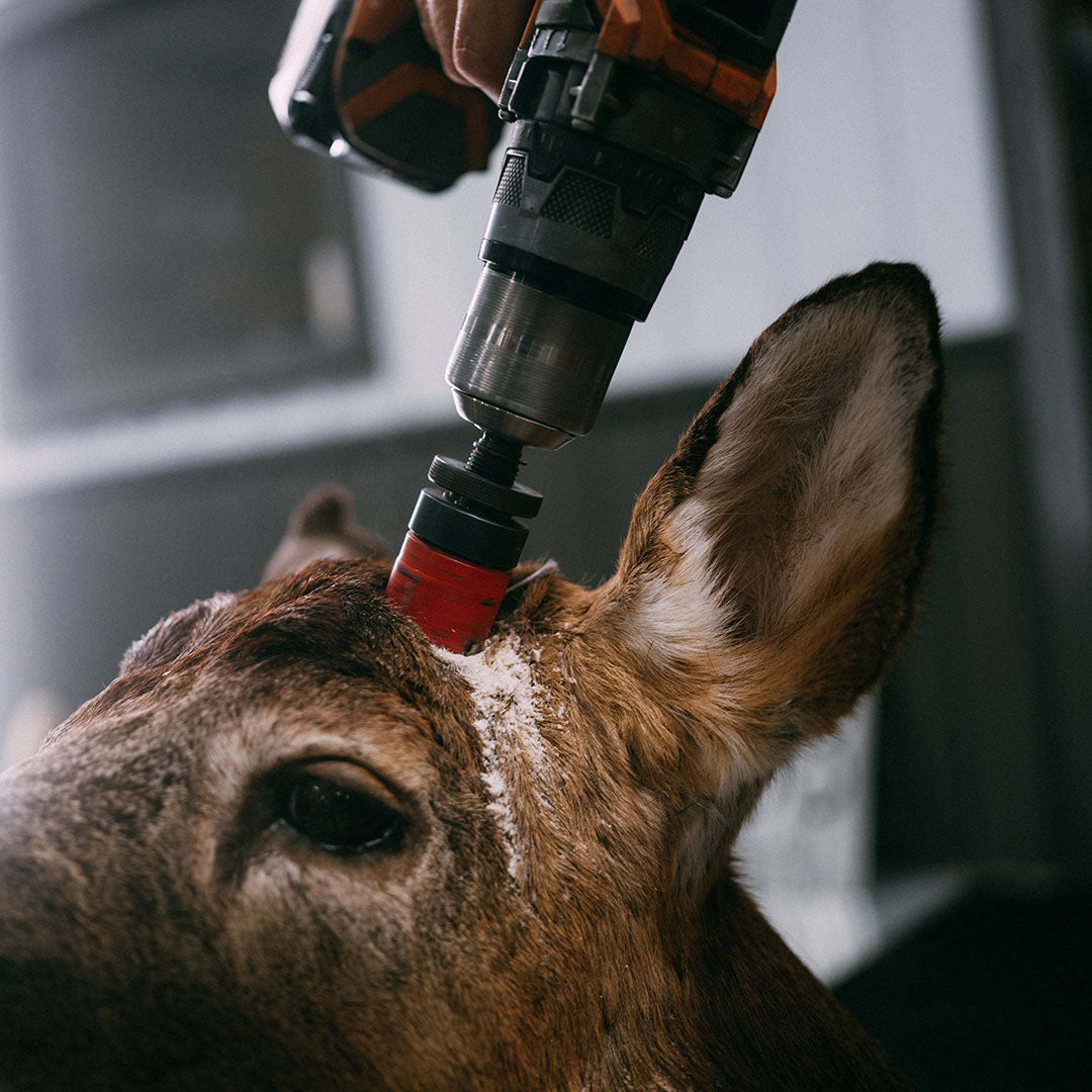 Taxidermy 2 Pack