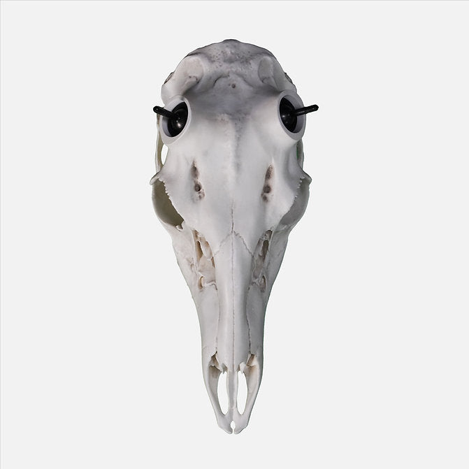 Whitetail Skull - (Hand Painted, Hyper-realistic)