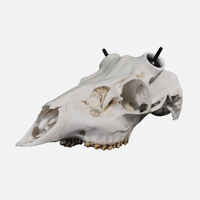 Muley Skull - (Hand Painted, Hyper-realistic)