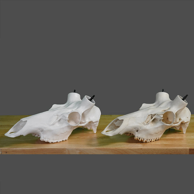 Elk Skull- (Unpainted)