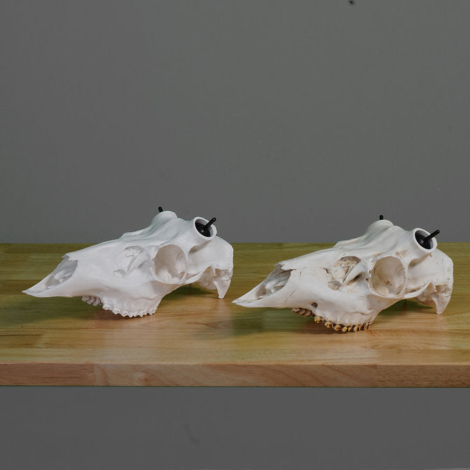 Muley Skull - (Hand Painted, Hyper-realistic)