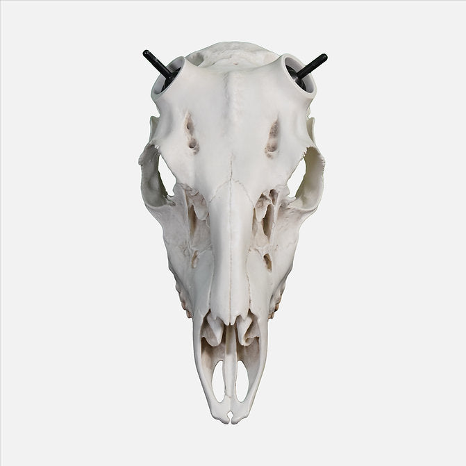 Whitetail Skull - (Hand Painted, Hyper-realistic)