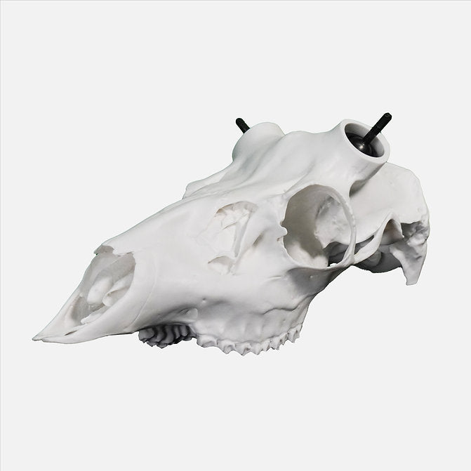 Muley Skull - (Unpainted)