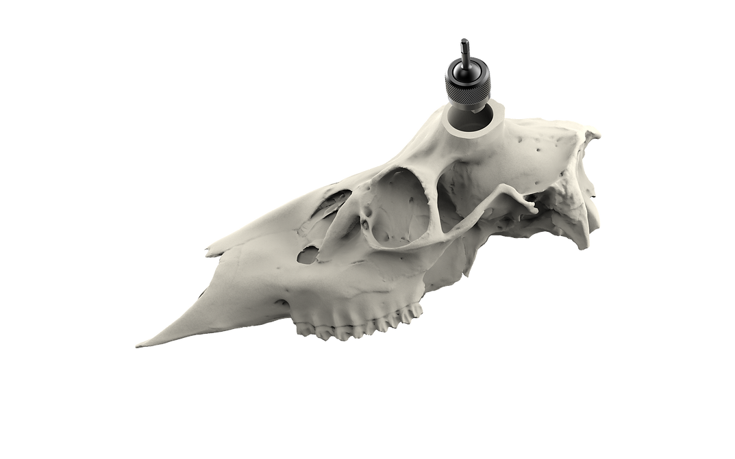 Whitetail Skull - (Hand Painted, Hyper-realistic)