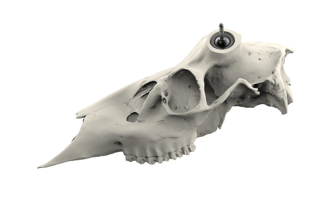 Muley Skull - (Unpainted)