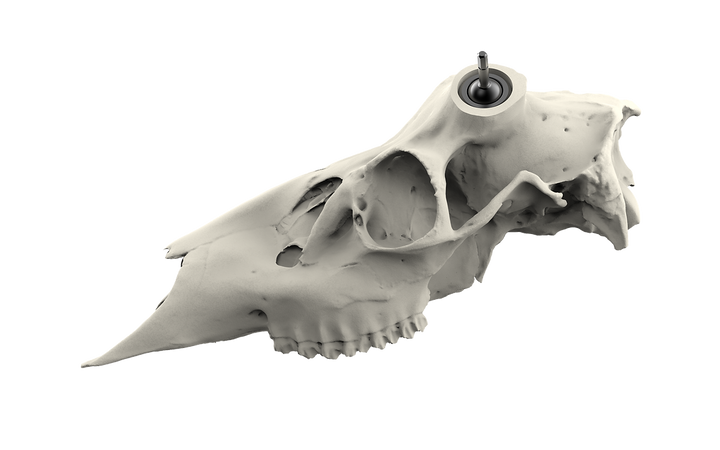 Muley Skull - (Unpainted)