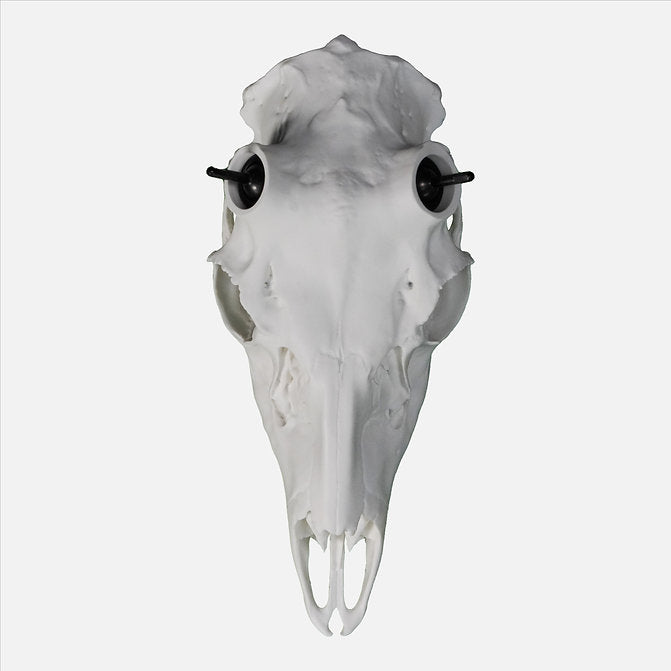 Muley Skull - (Unpainted)