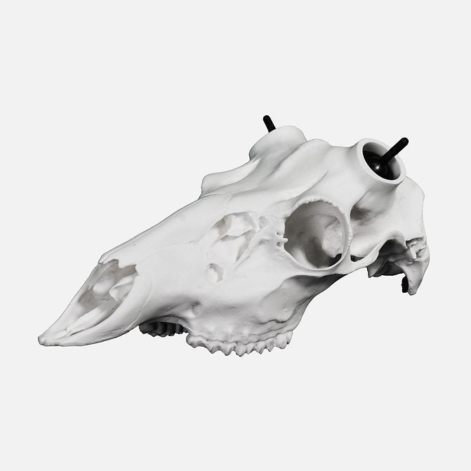 Whitetail Skull - (Unpainted)