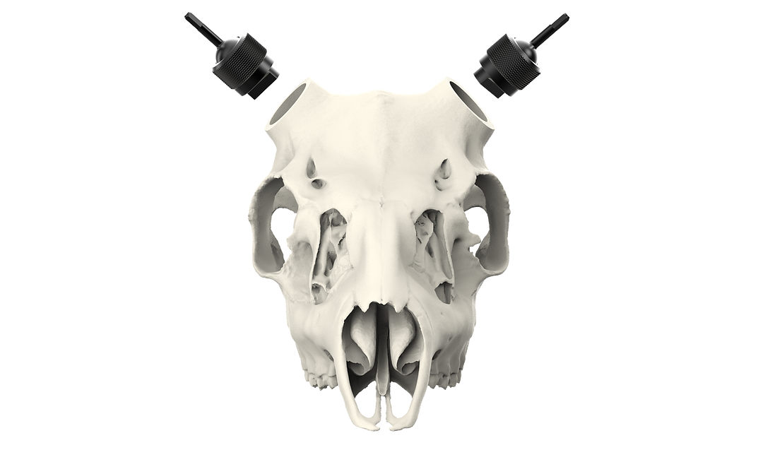 Muley Skull - (Unpainted)