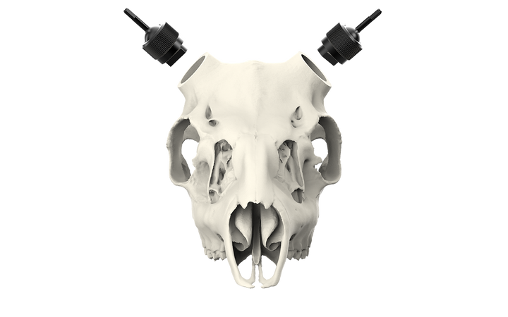 Muley Skull - (Unpainted)