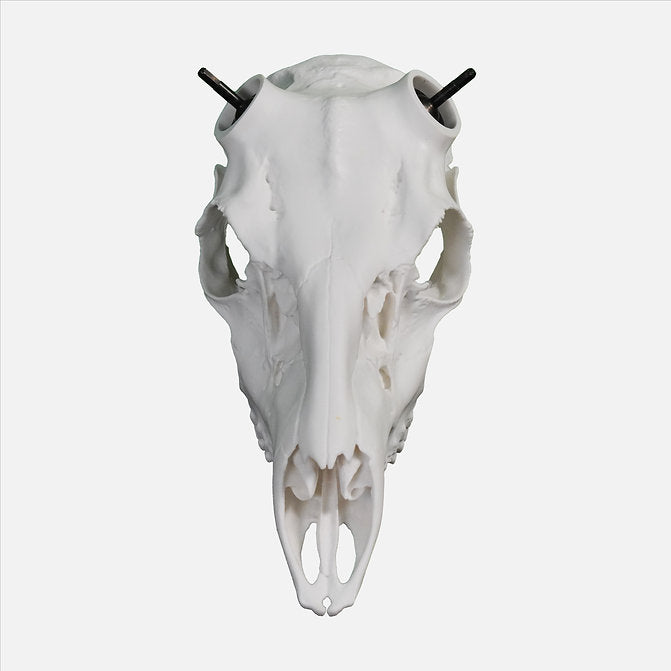 Whitetail Skull - (Unpainted)