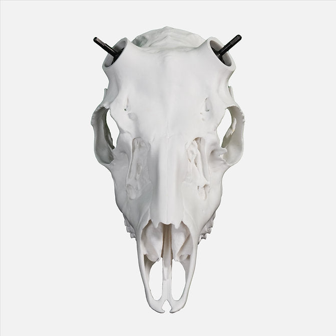 Muley Skull - (Unpainted)