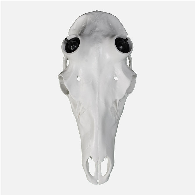 Elk Skull- (Unpainted)