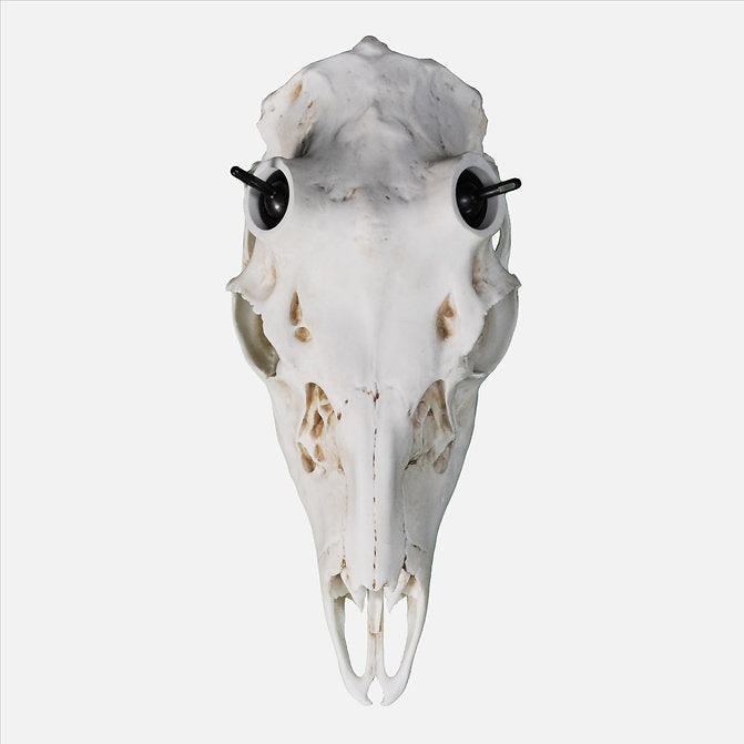 Muley Skull - (Hand Painted, Hyper-realistic)