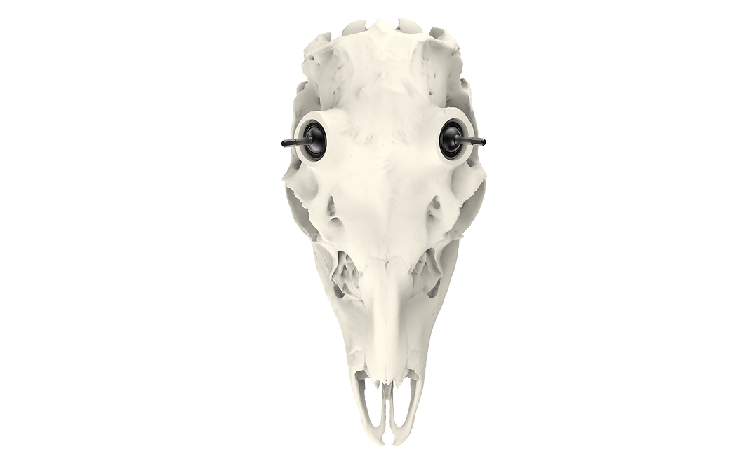 Muley Skull - (Unpainted)