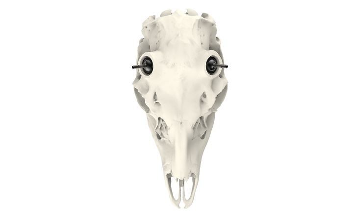 Whitetail Skull - (Unpainted)