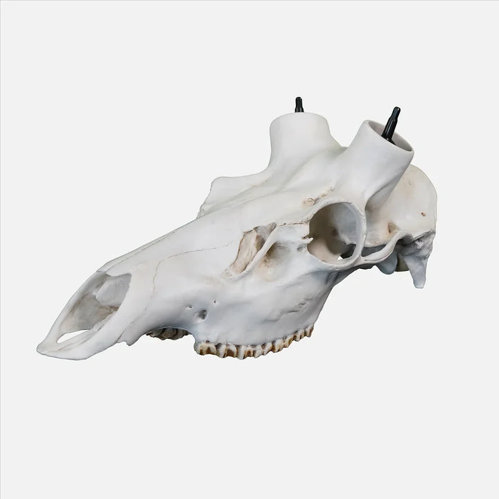 Elk Skull- (Hand Painted, Hyper-realistic)