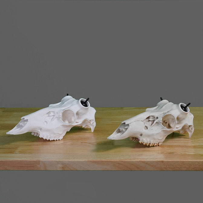 Whitetail Skull - (Unpainted)