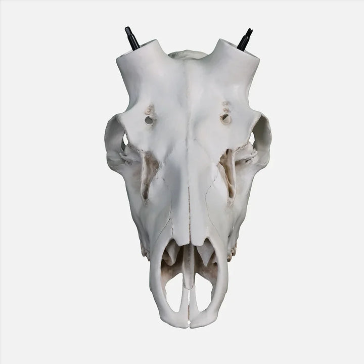 Elk Skull- (Hand Painted, Hyper-realistic)