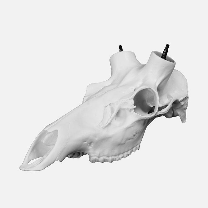 Elk Skull- (Unpainted)