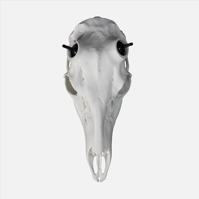 Whitetail Skull - (Unpainted)