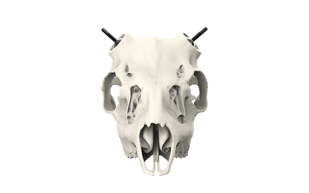 Whitetail Skull - (Unpainted)