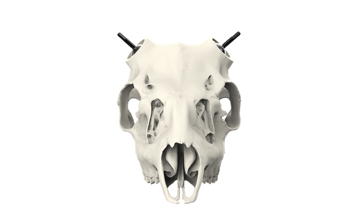 Whitetail Skull - (Unpainted)