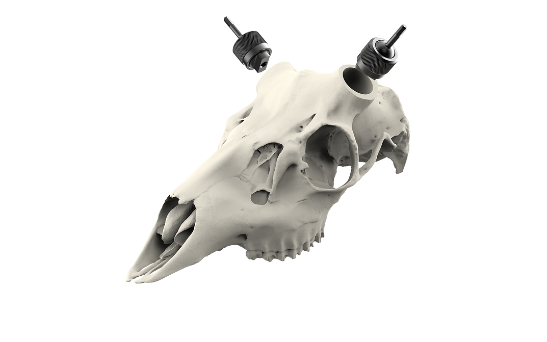 Muley Skull - (Unpainted)