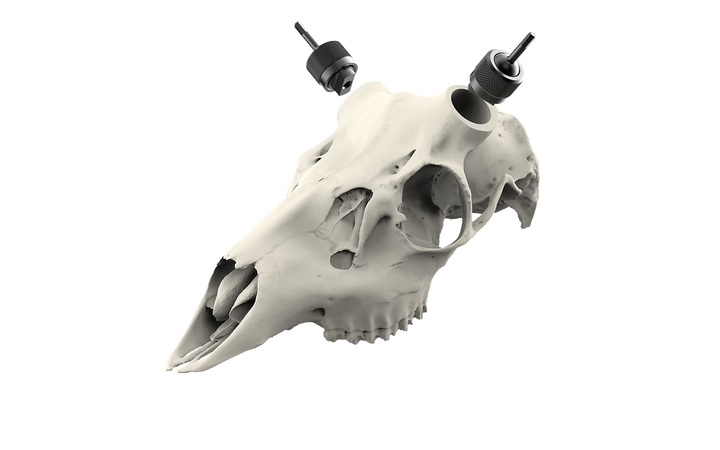 Muley Skull - (Unpainted)