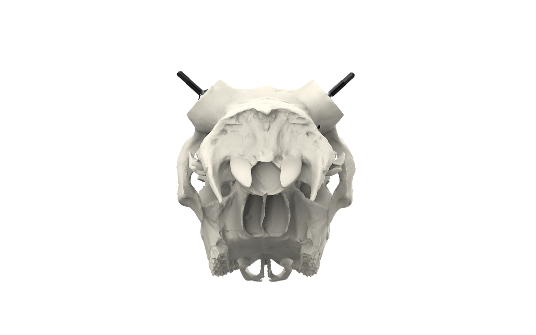 Muley Skull - (Hand Painted, Hyper-realistic)