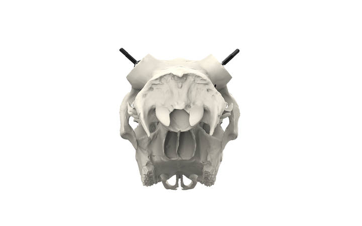 Muley Skull - (Hand Painted, Hyper-realistic)