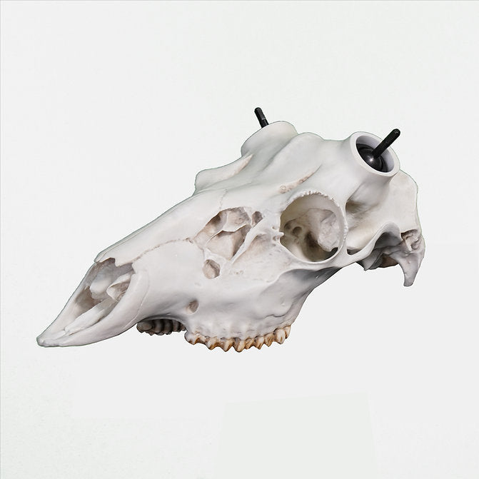 Whitetail Skull - (Hand Painted, Hyper-realistic)