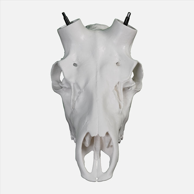 Elk Skull- (Unpainted)