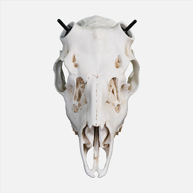 Muley Skull - (Hand Painted, Hyper-realistic)