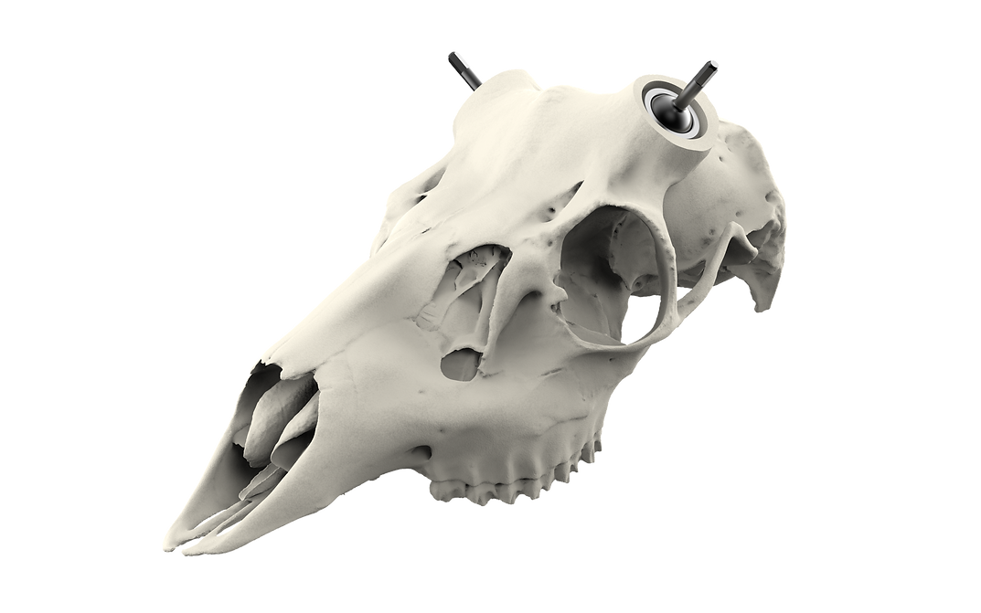 Muley Skull - (Hand Painted, Hyper-realistic)