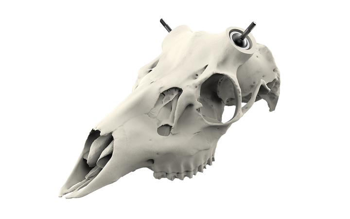 Muley Skull - (Hand Painted, Hyper-realistic)