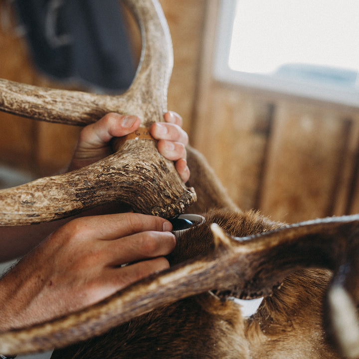 Taxidermy 2 Pack XL